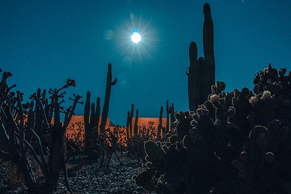 terraza-del-cactus01-600x400