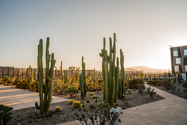 terraza-del-cactus03-600x400